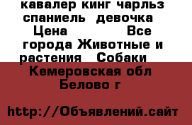  кавалер кинг чарльз спаниель -девочка › Цена ­ 45 000 - Все города Животные и растения » Собаки   . Кемеровская обл.,Белово г.